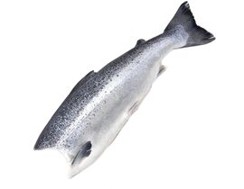 Рыба Форель 1,8-2,7 Премиум ПБГ с/м 1/25 1кг Китай