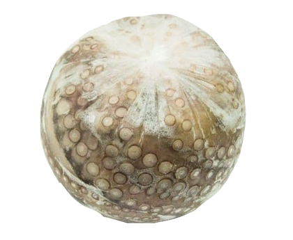 Осьминог с/м 4-5 кг Марокко